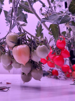 Лаборатория для овощей Greenbar ПАК LUX-TOM-PEPER-2