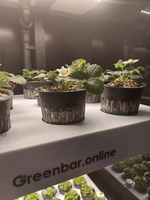 Ситиферма Greenbar- LUX4 ПАК для выращивания зелени и пряных травтрав