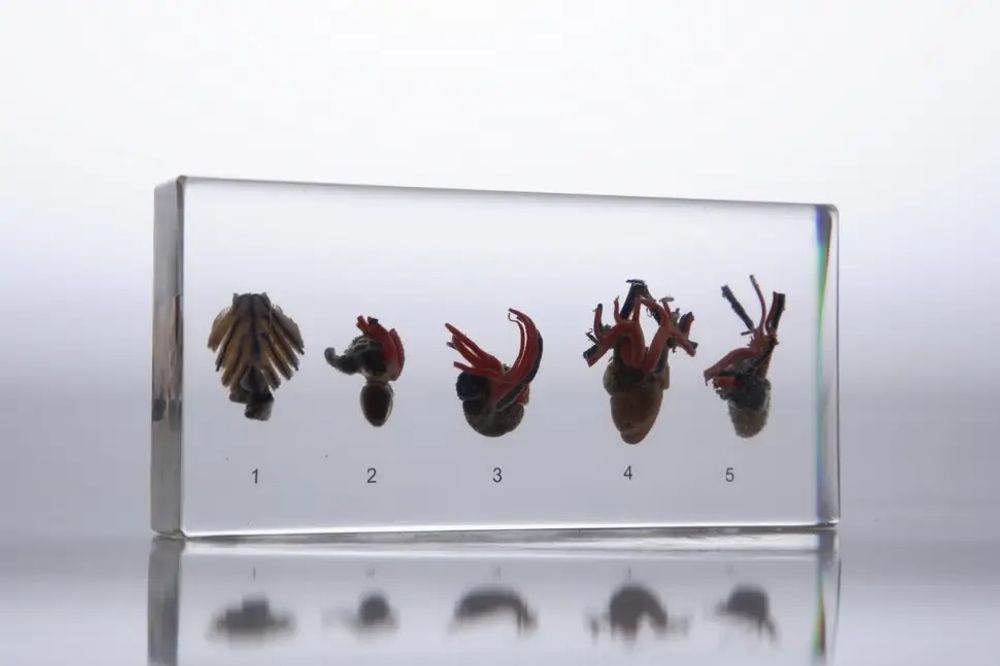 Модель в прозрачном пластике "Сравнение строения сердца позвоночных"