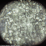 Микроскоп Levenhuk Rainbow 50L