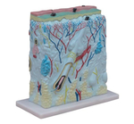 Анатомическая модель кожи с увеличением 105x (поперечное сечение, неразборная) XC-313