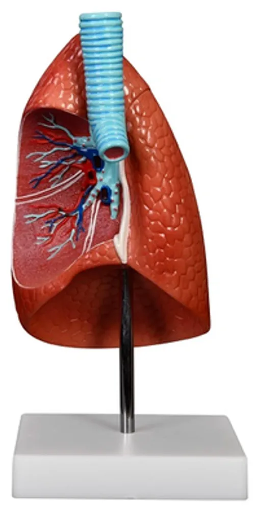 Модель объемная "Легкое человека" (без увеличения)