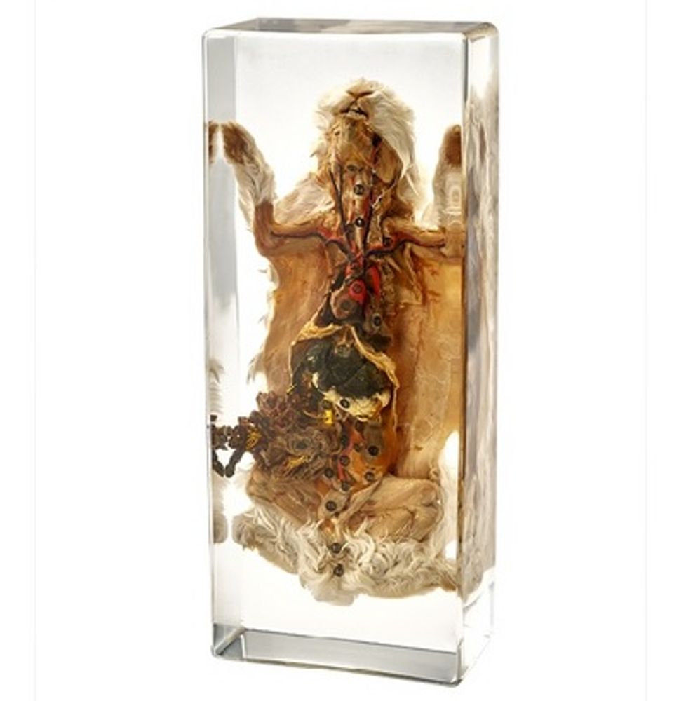 Модель в прозрачном пластике "Внутреннее строение кролика"