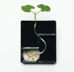 Комплект лабораторного оборудования "От зародыша до взрослого организма" Cornelsen