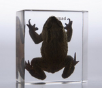 Модель в прозрачном пластике "Внешнее строение лягушки"