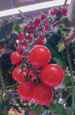 Лаборатория для овощей Greenbar ПАК LUX-TOM-PEPER-2