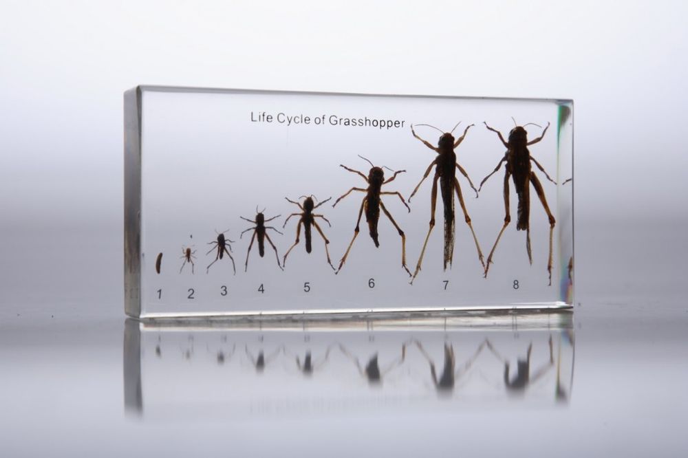 Коллекция в прозрачном пластике "Развитие саранчи" Коллекция в прозрачном пластике "Развитие саранчи"