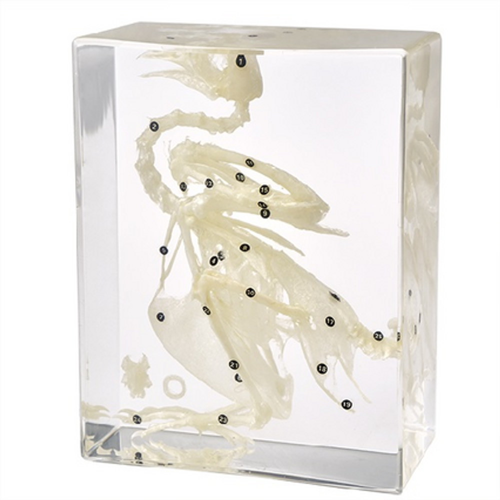 Модель в прозрачном пластике "Скелет голубя" Модель в прозрачном пластике "Скелет голубя"