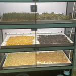 Витрина Greenbar MZ-4 ПАК для выращивания микрозелени