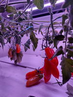 Лаборатория для овощей Greenbar ПАК LUX-TOM-PEPER-1