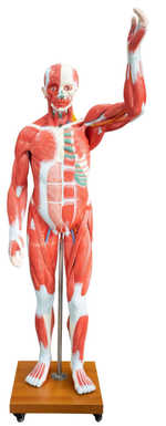 Анатомическая модель мышц человека в натуральную величину, 29 деталей XC-339