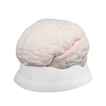 Анатомическая модель мозга, 3 детали, XC-304