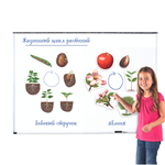 Магнитный набор "Жизненный цикл растений" Learning Resources MG6045