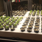 Промышленная ситиферма Greenbar PRO-5 ПАК для коммерческого выращивания зелени