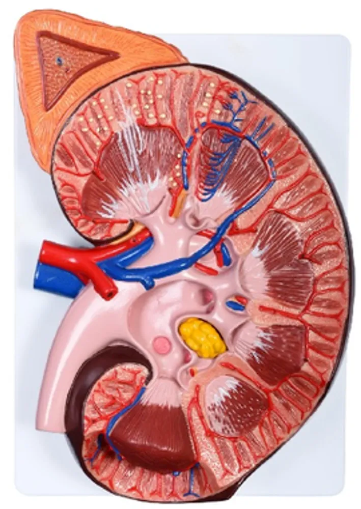 Модель "Почка человека в разрезе" (3-хкратное увеличение)