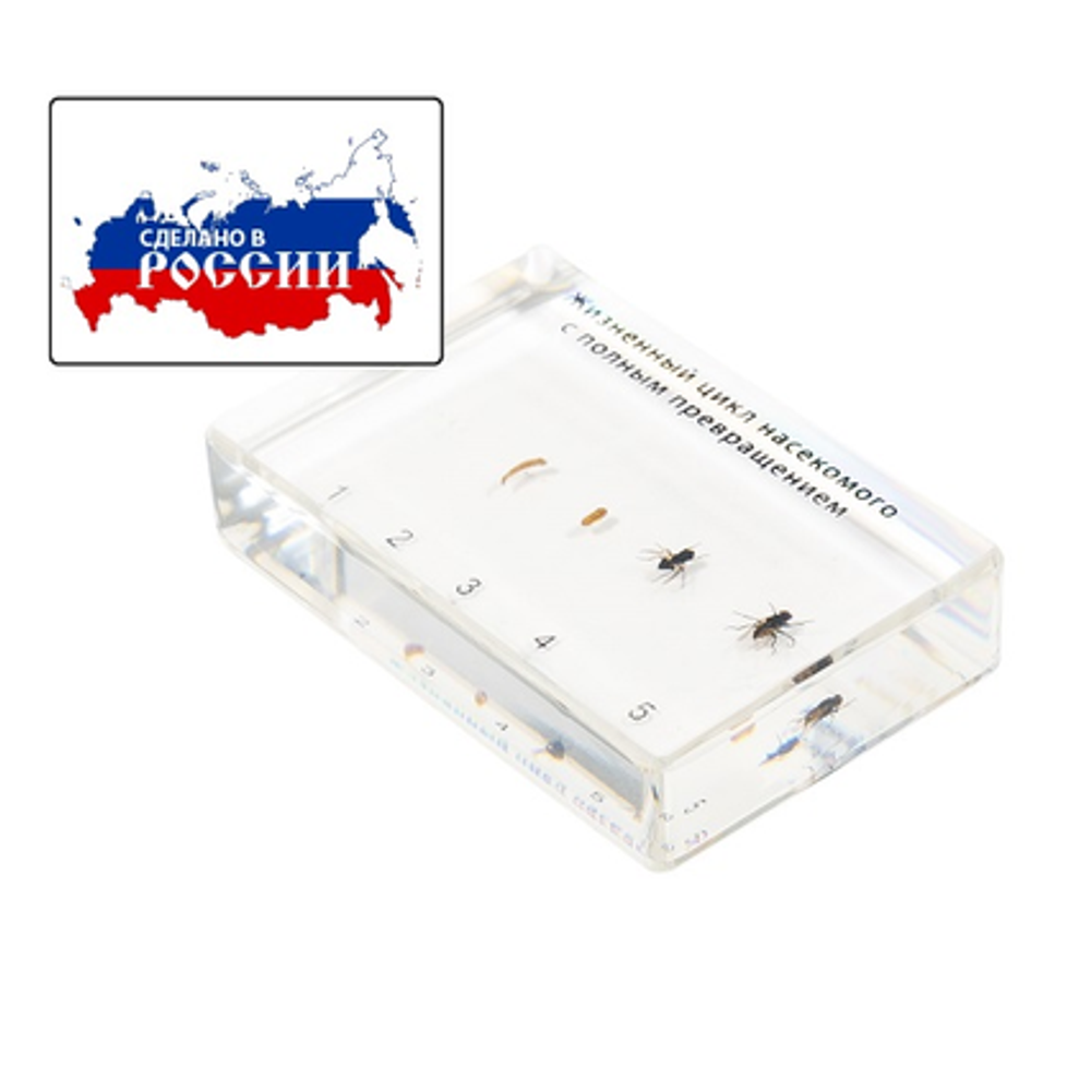 Коллекция "Развитие насекомых с полным превращением. Муха"