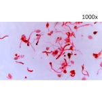 Цифровой микроскоп Микмед LCD 1000Х 2.0LB