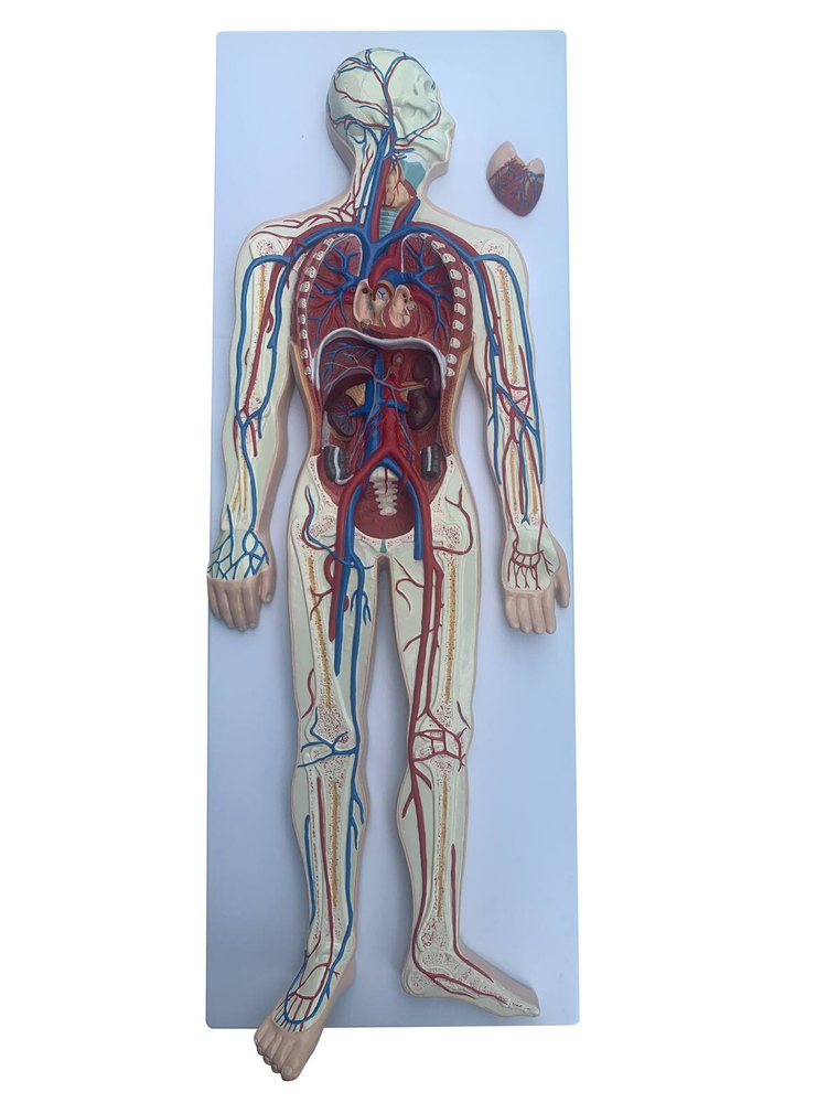 Модель "Кровеносная система человека"