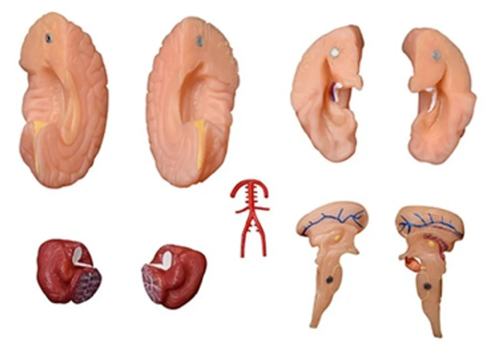Модель объемная "Мозг человека" (разборная на 9 эл.)