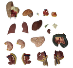 Анатомический торс унисекс 55 см, 20 деталей XC-209