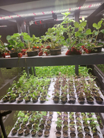 Промышленная ситиферма Greenbar PRO-5 ПАК для коммерческого выращивания зелени