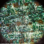 Микроскоп Levenhuk Rainbow 50L