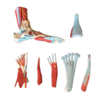 Анатомическая модель стопы и голеностопа в натуральную величину, 7 деталей XC-338