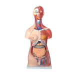 Анатомический торс унисекс 85 см, 30 деталей XC-210