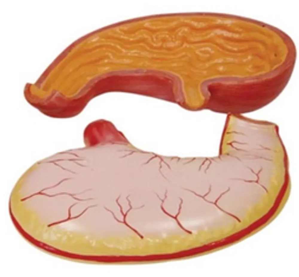 Модель объемная "Желудок человека" (разборная на 2 эл., 2-хкратное увеличение)