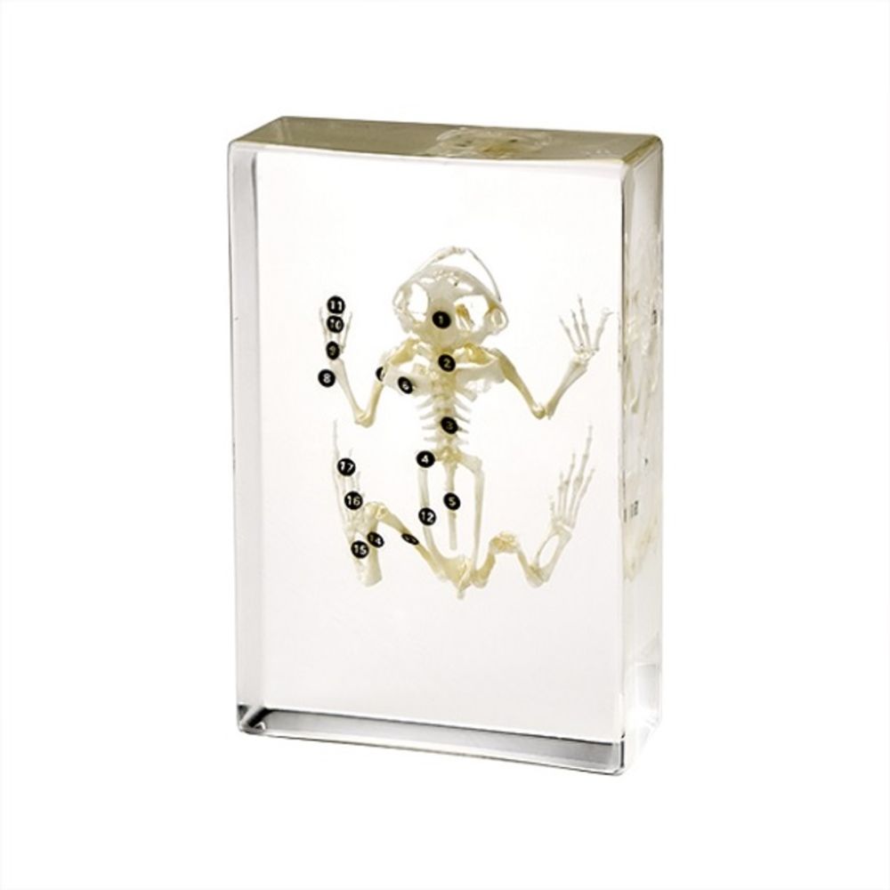 Модель в прозрачном пластике "Скелет жабы 1"