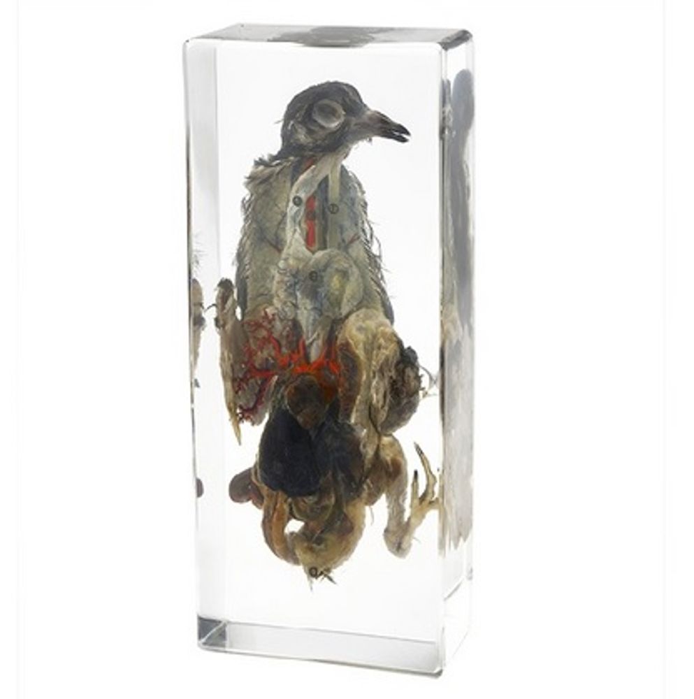 Модель в прозрачном пластике "Внутреннее строение голубя"