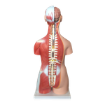 Анатомический торс унисекс 85 см, 30 деталей XC-210