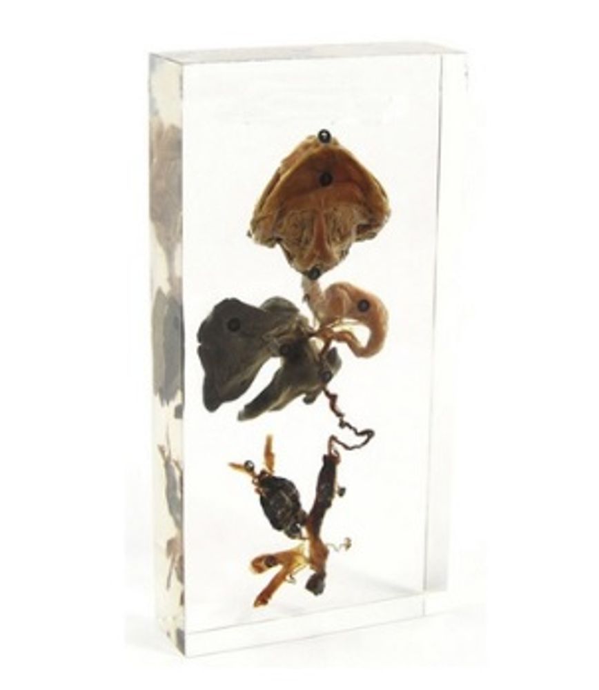 Модель в прозрачном пластике "Пищеварительная, выделительная и репродуктивная системы жабы"