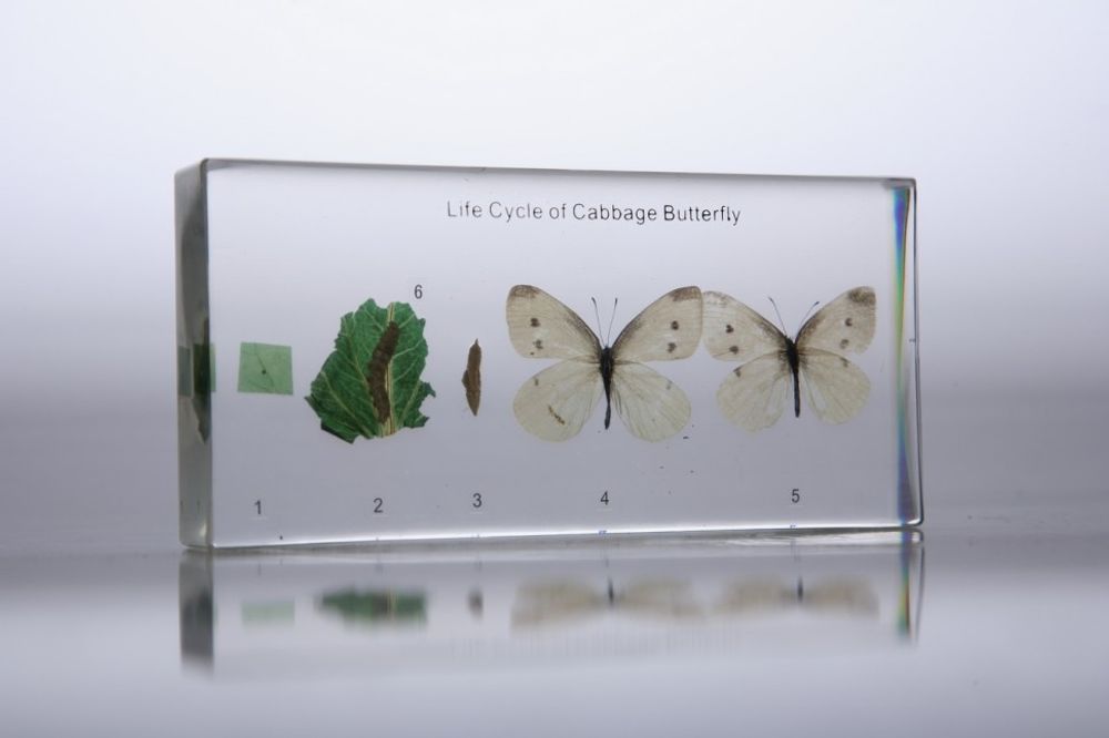 Коллекция в прозрачном пластике "Развитие капустницы (бабочки)" Коллекция в прозрачном пластике "Развитие капустницы (бабочки)"