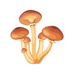 Карточки для знакомства с лексической темой Растения "Ботанический сад"