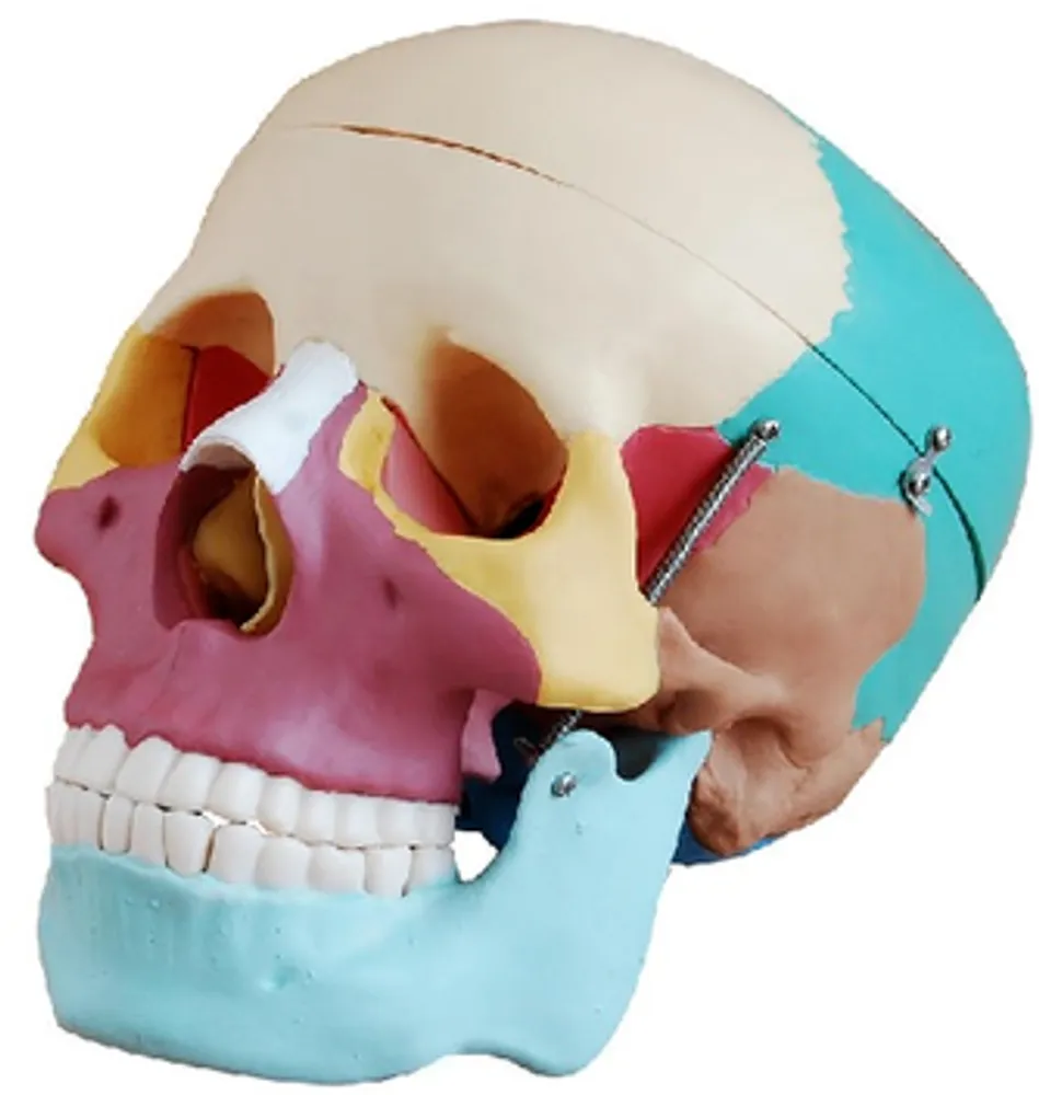 Модель объемная "Череп человека" (окрашенный)