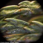 Микроскоп Levenhuk Rainbow 50L