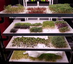 Цифровая ситиферма для выращивания микрозелени Greenbar ПАК MZ_PRO-16