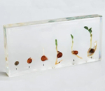 Модель в прозрачном пластике "Прорастание гороха"