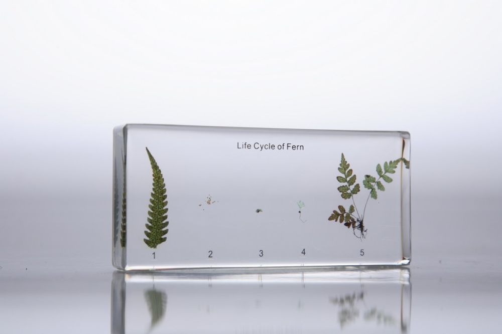 Коллекция в прозрачном пластике "Развитие папоротника"