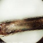 Микроскоп Levenhuk Rainbow 50L