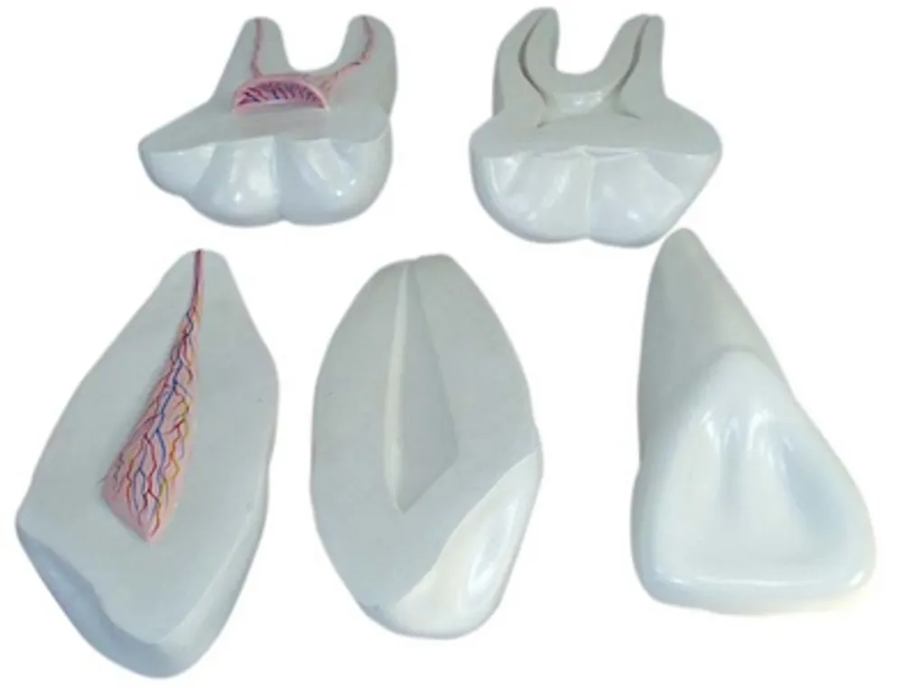 Модели объемные "Зубы человека" (3 зуба, разборные, 12-тикратное увеличение)