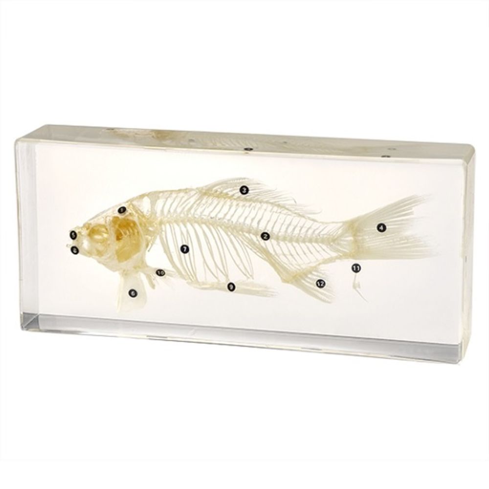 Модель в прозрачном пластике "Скелет рыбы"