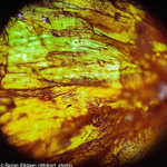 Микроскоп Levenhuk Rainbow 50L