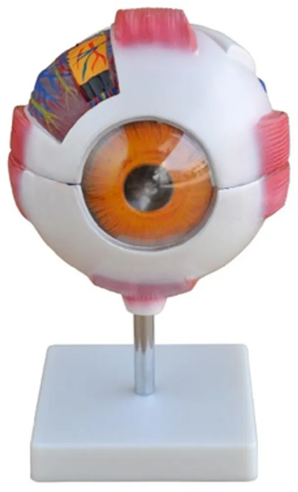Модель объемная "Глаз человека" (разборная на 7 эл., 6-тикратное увеличение)