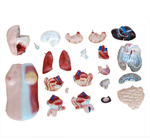 Анатомический торс унисекс 45 см, 23 детали, с открытым позвоночником XC-205