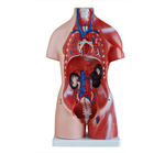 Анатомический торс унисекс 45 см, 23 детали, с открытым позвоночником XC-205