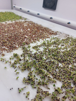 Витрина Greenbar MZ-4 ПАК для выращивания микрозелени