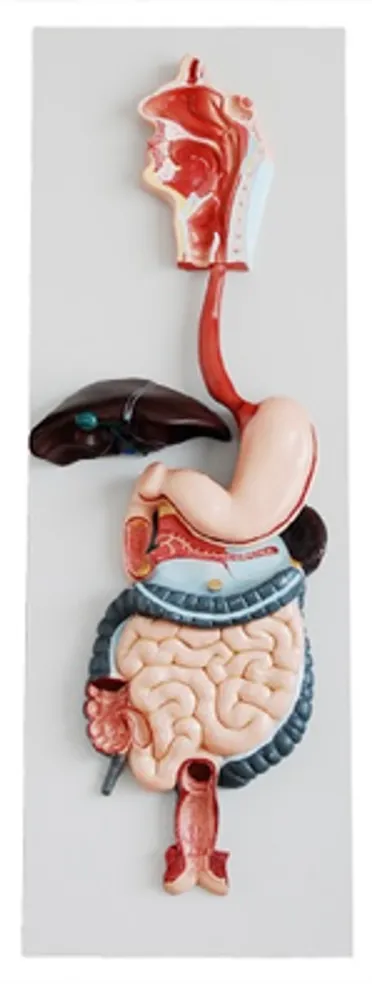 Модель объемная "Пищеварительная система человека" (разборная на 3 эл.)