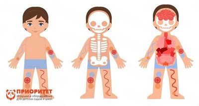 Бизиборд «Строение тела» Приоритет